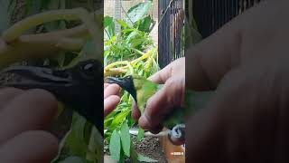 Download lagu PER BEDAAN CUCAK IJO KALIMANTAN DAN JEMBER PALING AKURAT..!!🐦🐦🤔🤔2024 mp3 Download lagu PER BEDAAN CUCAK IJO KALIMANTAN DAN JEMBER PALING AKURAT..!!🐦🐦🤔🤔2024 mp3