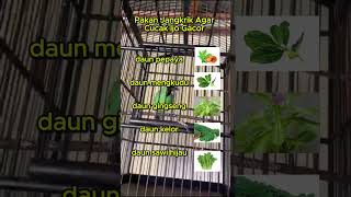 Download lagu pakan jangkrik agar cucak ijo gacor #cucakijo  #muraibatu #lovebirds mp3