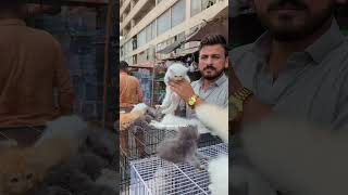available in Karachi contact number 032-81-71-7474 #cats #birdsmarket #karachi #kitten