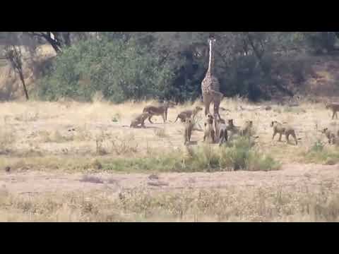 Wild Animals Fighting   Lion vs Giraffe   Lion hunting fail