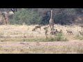 Wild Animals Fighting Lion Vs Giraffe Lion Hunting Fail
