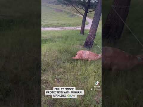Bullet proof protection kamkhulu Tshawe