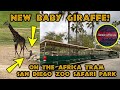 A Wild Ride On The Africa Tram Meet The New Baby Giraffe San Diego Zoo Safari Park Adventure