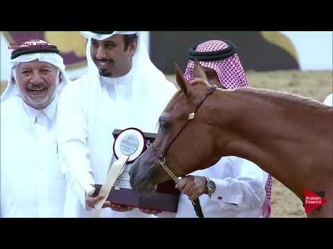 26 - SAHUAA AL SHAQAB