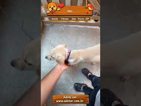 Vídeo de Mel 