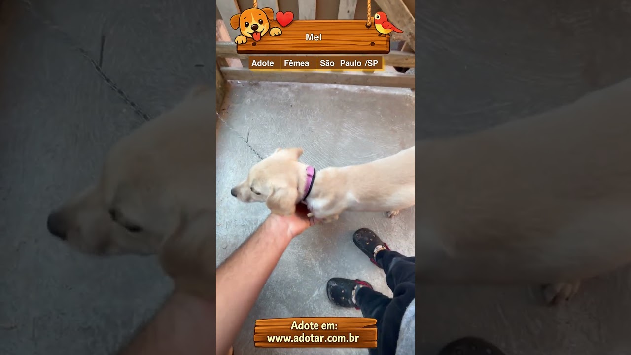 Cachorro raça SRD-ViraLata idade 2 a 6 meses nome Mel 