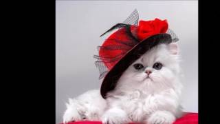 HOY COMO AYER  CONJUNTO PRIMAVERA