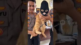 Download lagu wah oyen maling ikan,dan akhirnya tertangkap juga #kucing #kucinglucu #kucingorens  #viralvideo mp3