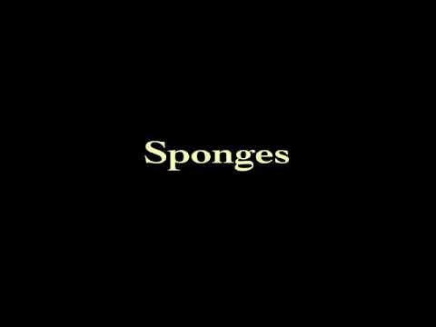 Sponges (Porifera): Origins #TheShapeOfLife