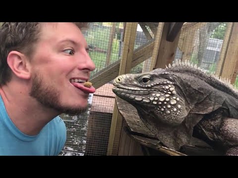 Экстремальное кормление игуаны