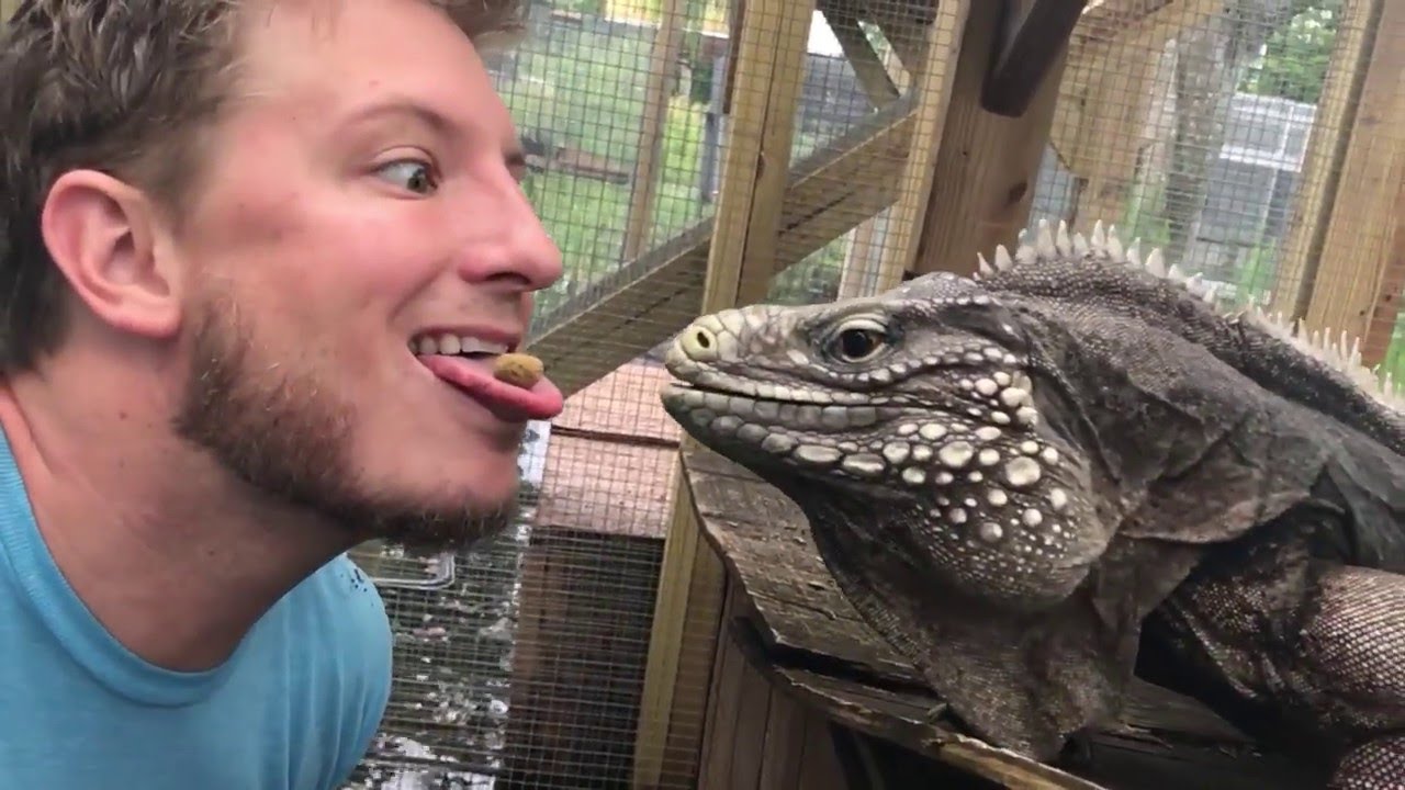 Экстремальное кормление игуаны