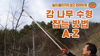 [감 이야기] 양재갑 Chapter2 유튜브 최초공개! 쉽게 감나무 수형(가지매달기, 가지유인) 잡는 노하우…