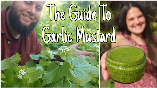 Garlic Mustard! The wild weed you NEED To Know! 🌱 Health Benefits, Identification Plus Pesto Recipe!