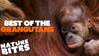 Best of The Orangutans at Chester Zoo | The Secret Life of the Zoo | Nature Bites