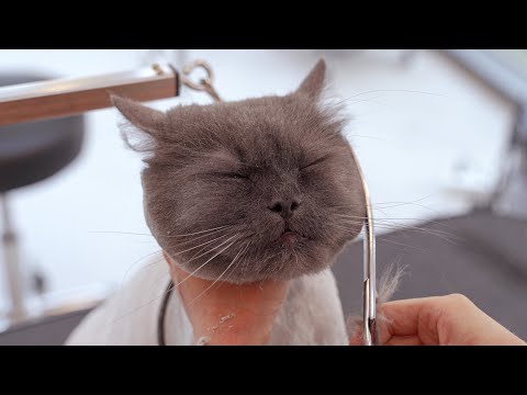 Do cats like grooming?
