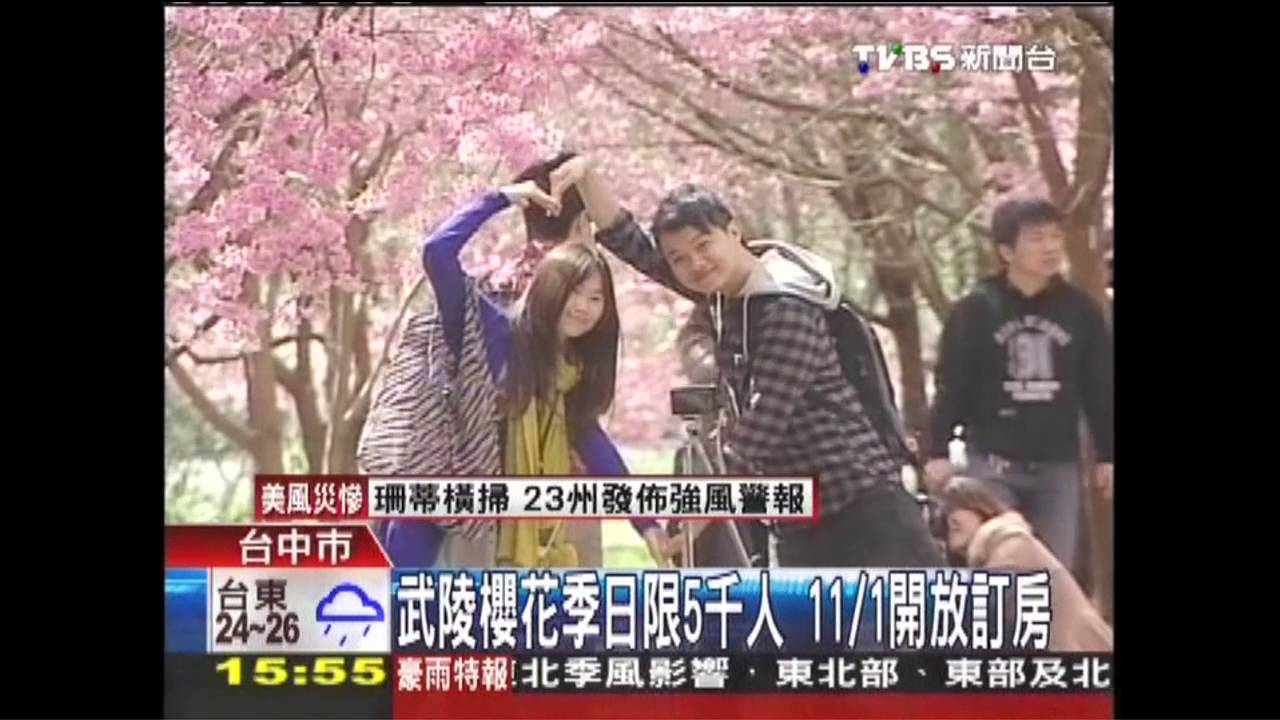 武陵櫻花季日限5千人 11月1日開放訂房