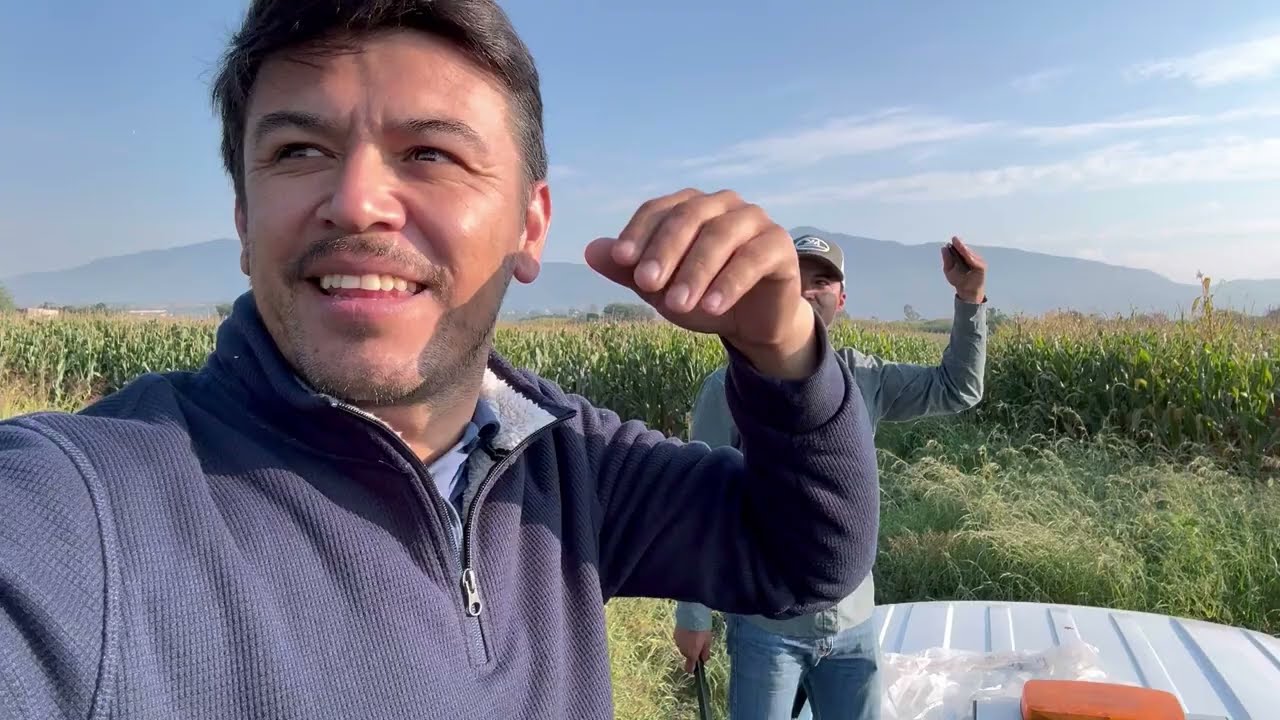 hay que Madrugar,o se comen toda la cosecha MILES DE AVES.