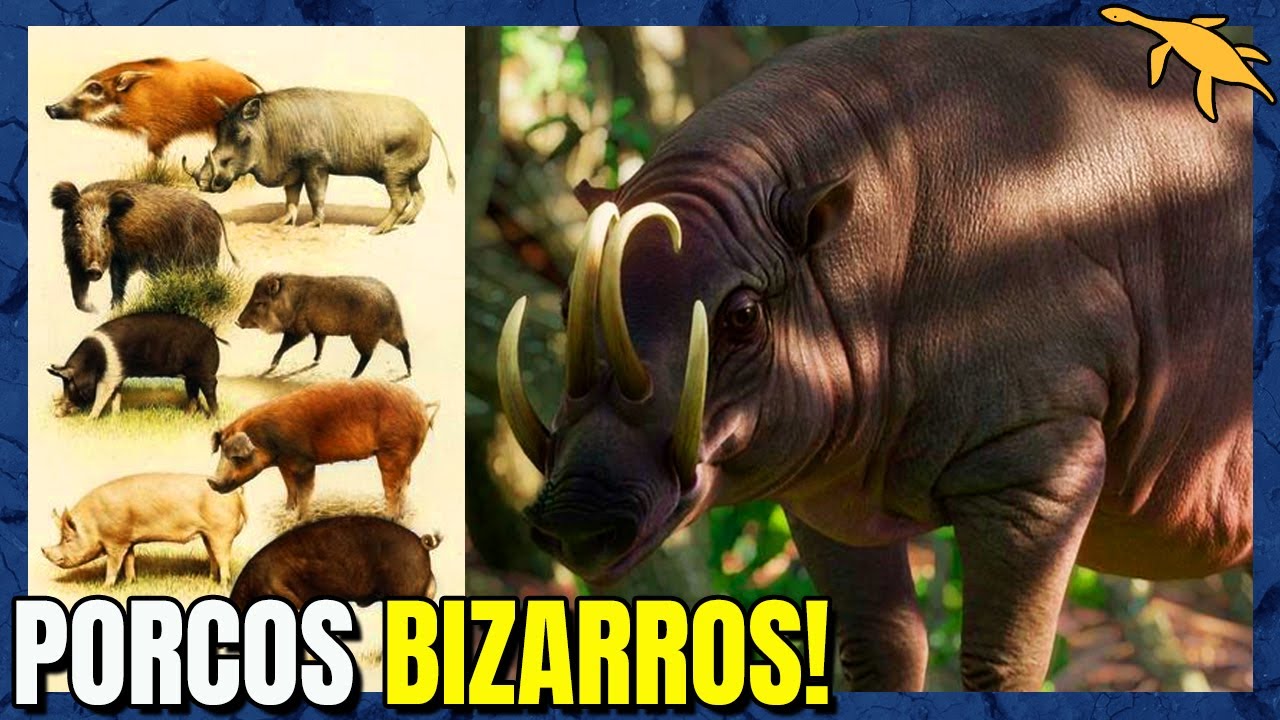ORIGEM e EVOLUÇÃO dos PORCOS e JAVALIS! (SUÍNOS)