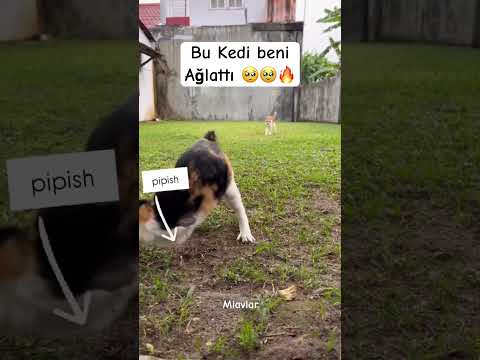 Yürek dayanmıyor bazen 🥺🔥 #piano #cat #catsoftürkiye #kedivideoları #kedi