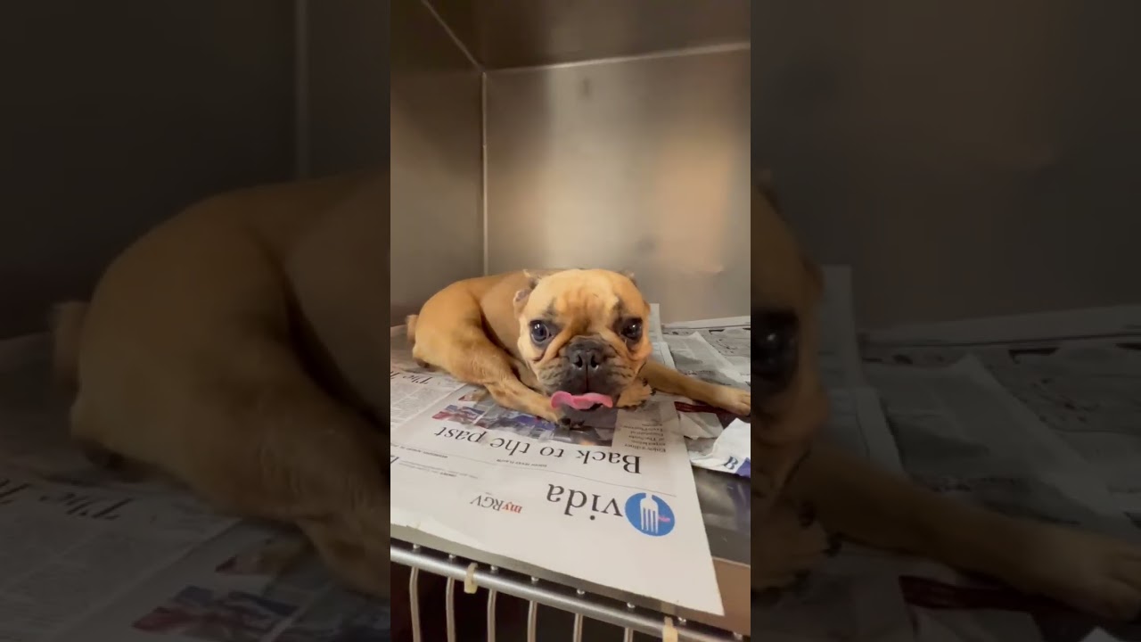 Frenchie Toast video