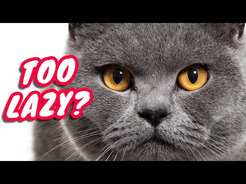 Do British Shorthair Cats Need Any Exercise?
