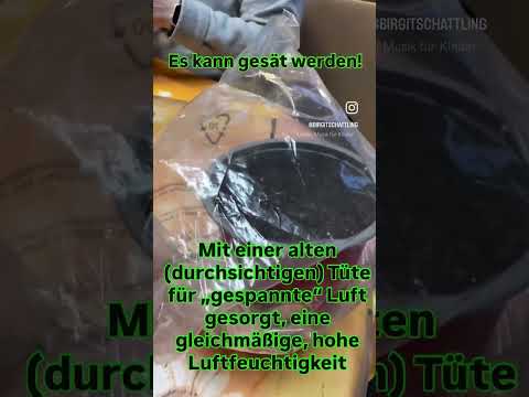 Balkongärtner staunen: Berlin-Samen keimen blitzschnell!