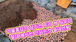 가을 홍감자 심기전 미리 싹틔우고 절대 해서는 안되는것  가을감자 심는시기 카스테라 감자,빨간감자,속노란감자