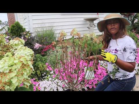 download lagu mp3 mp4 Planting Roses And Hydrangeas Together, download lagu Planting Roses And Hydrangeas Together gratis, unduh video klip Planting Roses And Hydrangeas Together