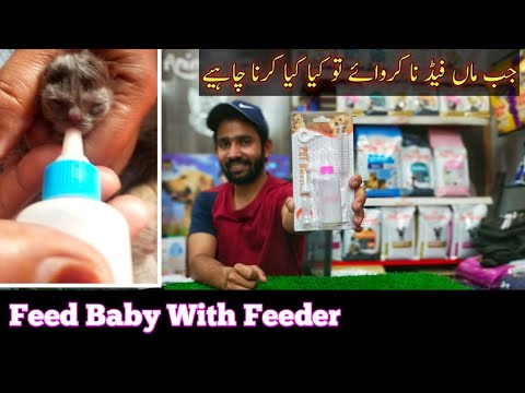 How to Safely Bottle Feed a Kitten ? | Caring for Newborn Kittens without a Mother