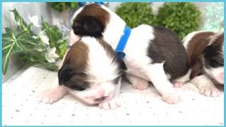 ペットショップCOO&RIKU No00703817(シーズー)