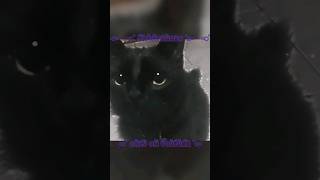 ʟᴏs ᴅᴇʟɪᴛᴏs ᴄᴏᴍᴇᴛɪᴅᴏs ᴘᴏʀ ᴄᴏᴘɪᴛᴏ (ɴᴏ ᴄᴏᴘɪᴀʀ sɪɴ ᴘʀᴇɢᴜɴᴛᴀʀ) #gatitoender #meme #edit #cat