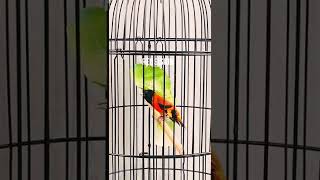 Download lagu RED SISKIN GACOR FULL ISIAN mp3