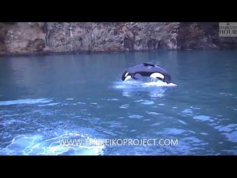 The Keiko Project Movie CLIP - Keiko Exercising In The Sea Pen 2 - Documentary HD Coming Soon