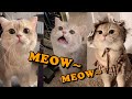 Cute Cat Cash's meow talk COMPILATION 01 | meow__cash