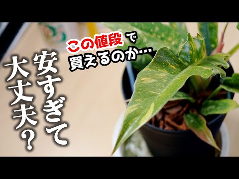 園芸 フィロデンドロン ザナドゥ