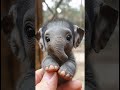 Oh My Goodness Check This Out The Tiniest Elephant You Can Imagine