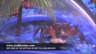 Crabs Attacking Crickets in Underwater Crab Habitat