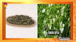 Tıbbi Bitkiler - Ökse Otu Faydaları - TRT DİYANET