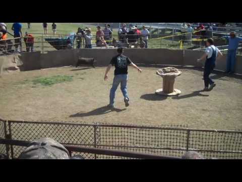 Wild Hog Catching Festival in Sabinal, TX 1