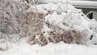 Spring Snowstorms