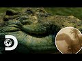 How Crocodiles Survived The Meteor That Killed All Dinosaurs Modern Dinosaurs