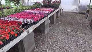 preview picture of video 'Bradford Nursery Rogers AR - Plant Nursery Greenhouse 1'