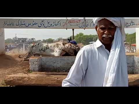 Akhara bail jada jhelum 23rd March 2022| bull race jada jhelum 2022| choudhry talat nasir of parella
