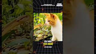 Por isso as cobras têm MEDO dos Gatos! 🐍🐱 (inacreditável)