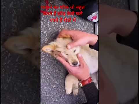 दोस्तों ऐसे काम मत किया करो किसी बेजुबान की जान आपकी बजे से खतरे में डाल जाएं