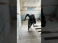 NEW Modern Warfare Finisher Shorts
