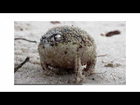 Frpnet | Angry Özay