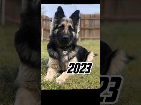2023 german shepherd dog 🐕 vs 5000 bce german shepherd dog 💥 #viral #shorts