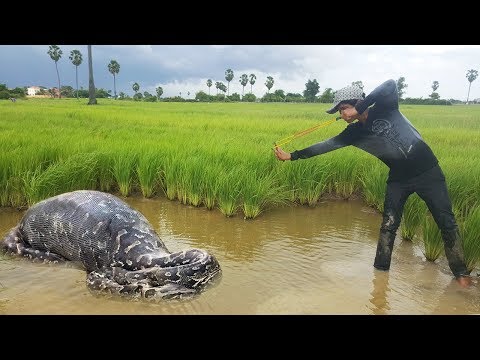 Wow! Brave Boy Catch Big Python Snake Using Slingshot - How To Catch Huge Snake at Battambang