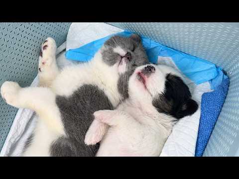 YouTube 썸네일
